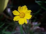 yellow_flower.JPG