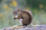 2010_0609_-_North_Shore_of_MN_and_Isle_Royale_(Windigo)_105.jpg