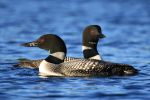 2010_0609_-_North_Shore_of_MN_and_Isle_Royale_(Windigo)_260ZZ.jpg