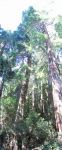 redwood_PT.jpg