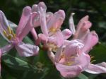 beautiful_pink_bush_flowers.jpg