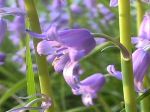 great_purple_bell_flowers.jpg