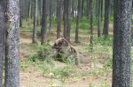 e3_grizzly_nap.jpg