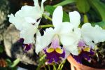 Orchid_white_and_purple_1_06.jpg