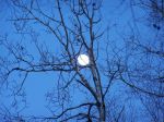 A Blue Moon Day.JPG