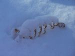 Snow Scorpion CE.jpg