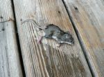 Dead_Mouse_on_the_Deck.JPG